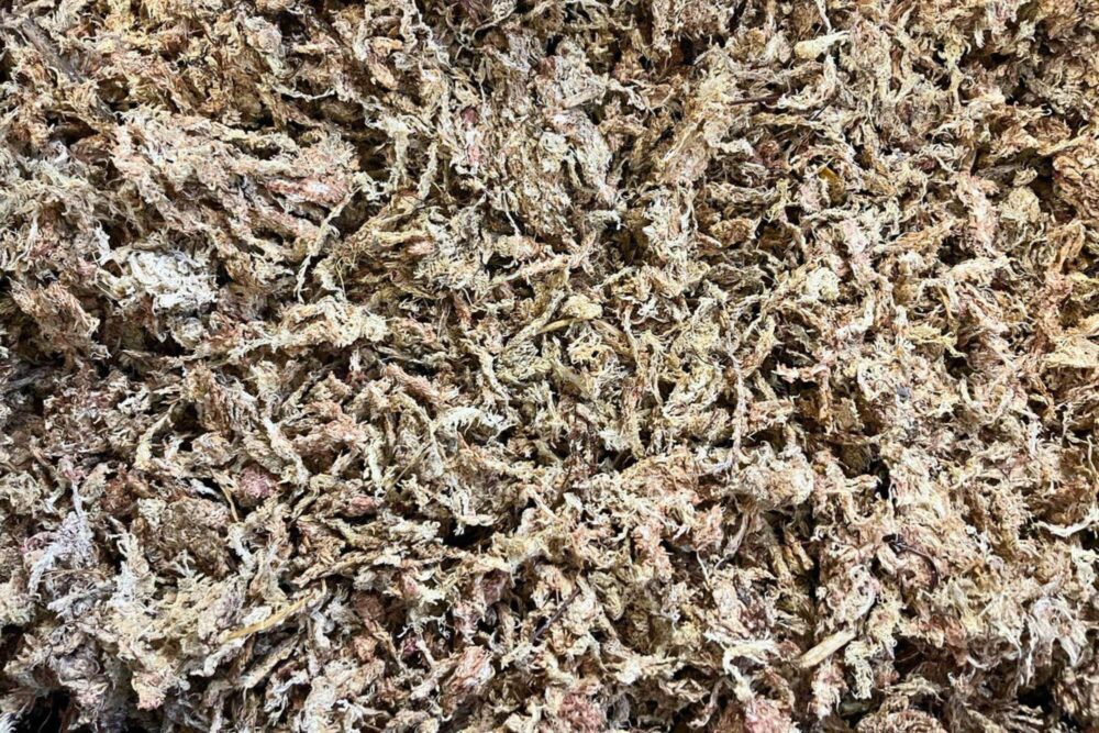 Torfmoos (Sphagnum Moss)