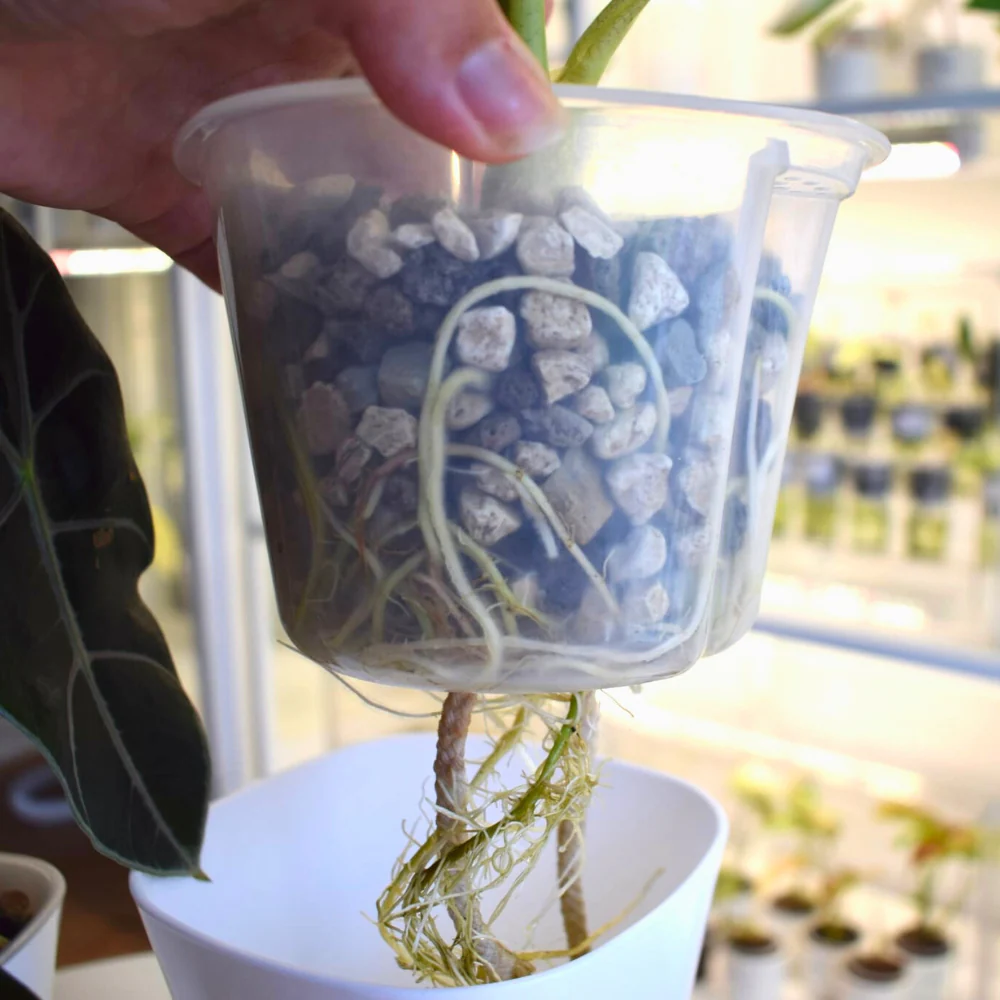 Selbstbewässernde Blumentöpfe mit transparenten Inneneinsätzen – Bild 10