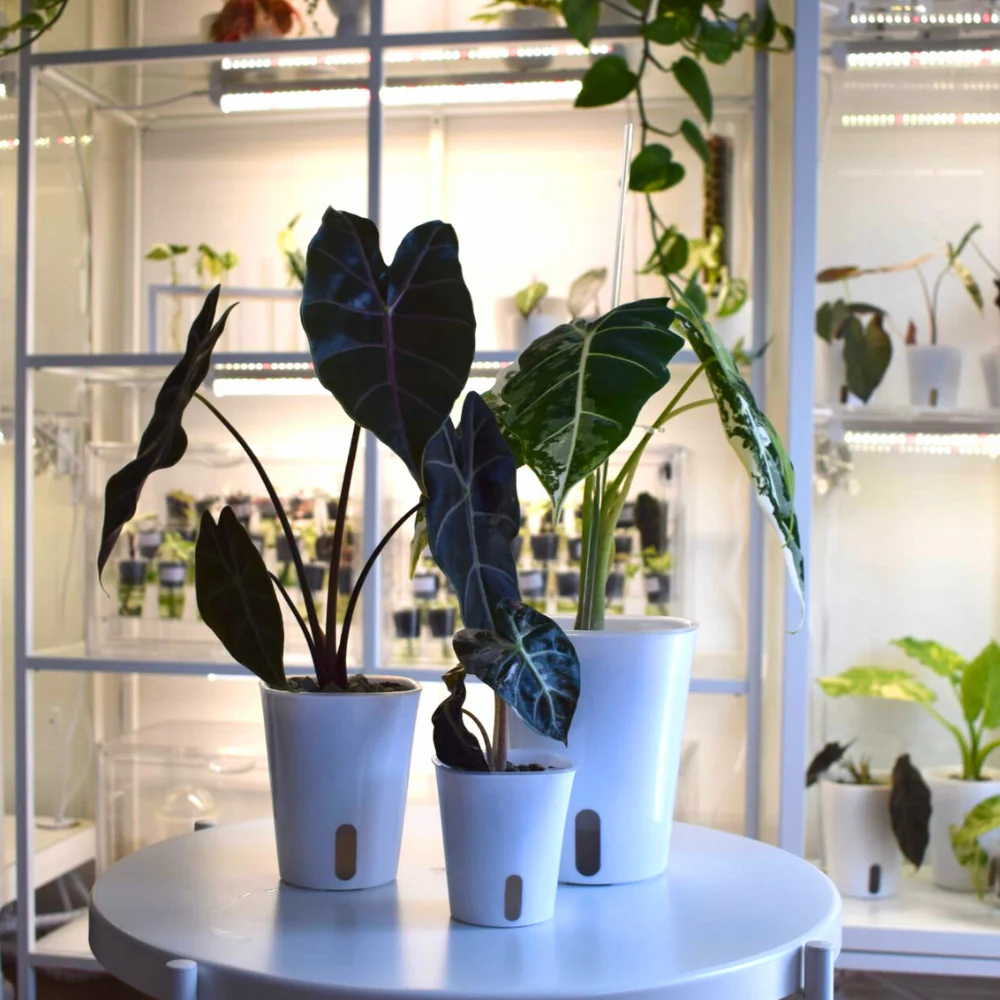 Selbstbewässernde Blumentöpfe mit transparenten Inneneinsätzen – Bild 12