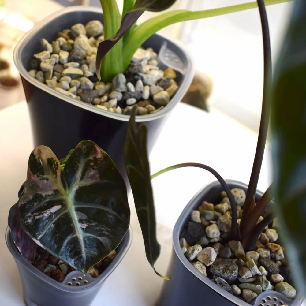 Selbstbewässernde Blumentöpfe mit transparenten Inneneinsätzen – Bild 13