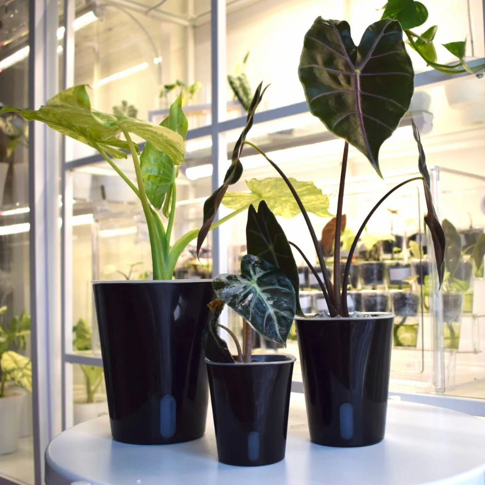 Selbstbewässernde Blumentöpfe mit transparenten Inneneinsätzen – Bild 14